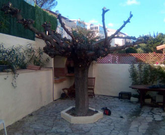 Élagage et étêtage d’arbre 13 à Marseille