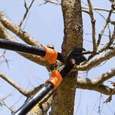 Travaux d’arboriculture