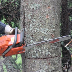 abattage d’arbre sur 13